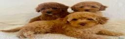 Toy Poodle dogs for sale: Toy poodle puppies  in Wakefield - Advert 12