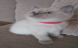 Ragdoll cats for sale: 4 stunning ragdoll kittens left - Image 20