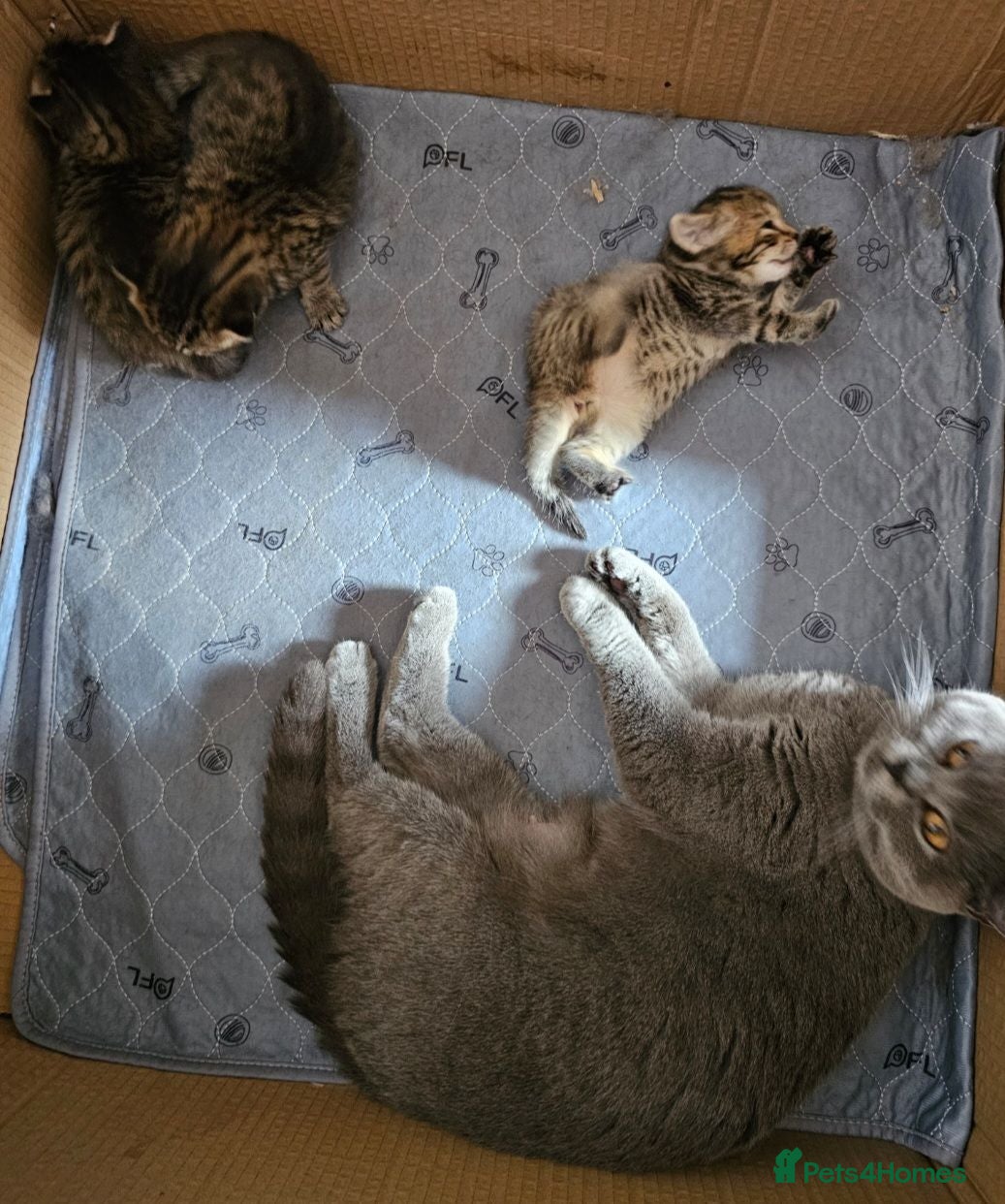 Mixed Breed cats Gorgeous house raised kittens  - Advert 1