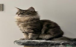 Maine Coon cats for sale: XL Russian Cubs 🇷🇺 ❤️ - Advert 20