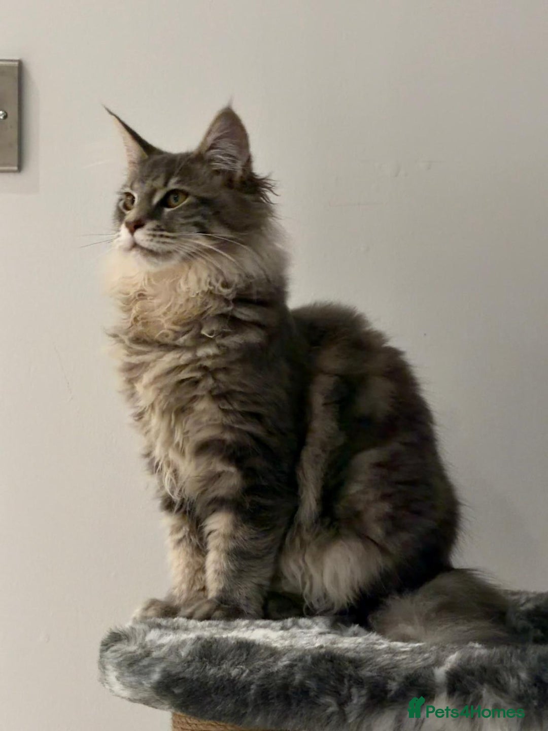Maine Coon cats for sale: XL Russian Cubs 🇷🇺 ❤️ - Advert 20