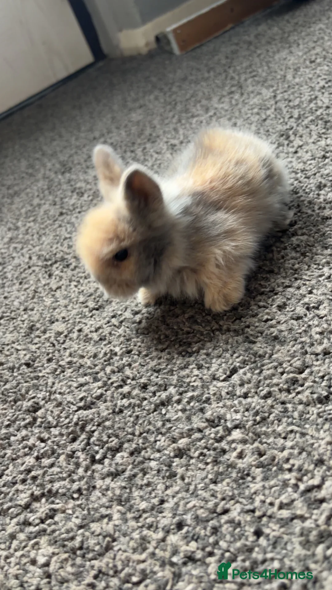 Lionhead rabbits for sale: Lionhead heads for Sale  in Bradford - Advert 4