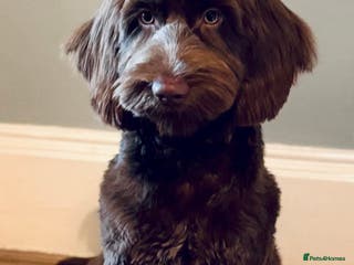 Cockapoo dogs 10 month old Cockapoo - Advert 1