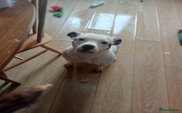 Staffordshire Bull Terrier dogs for sale: 2 year old beautiful girl staffy  - Image 5
