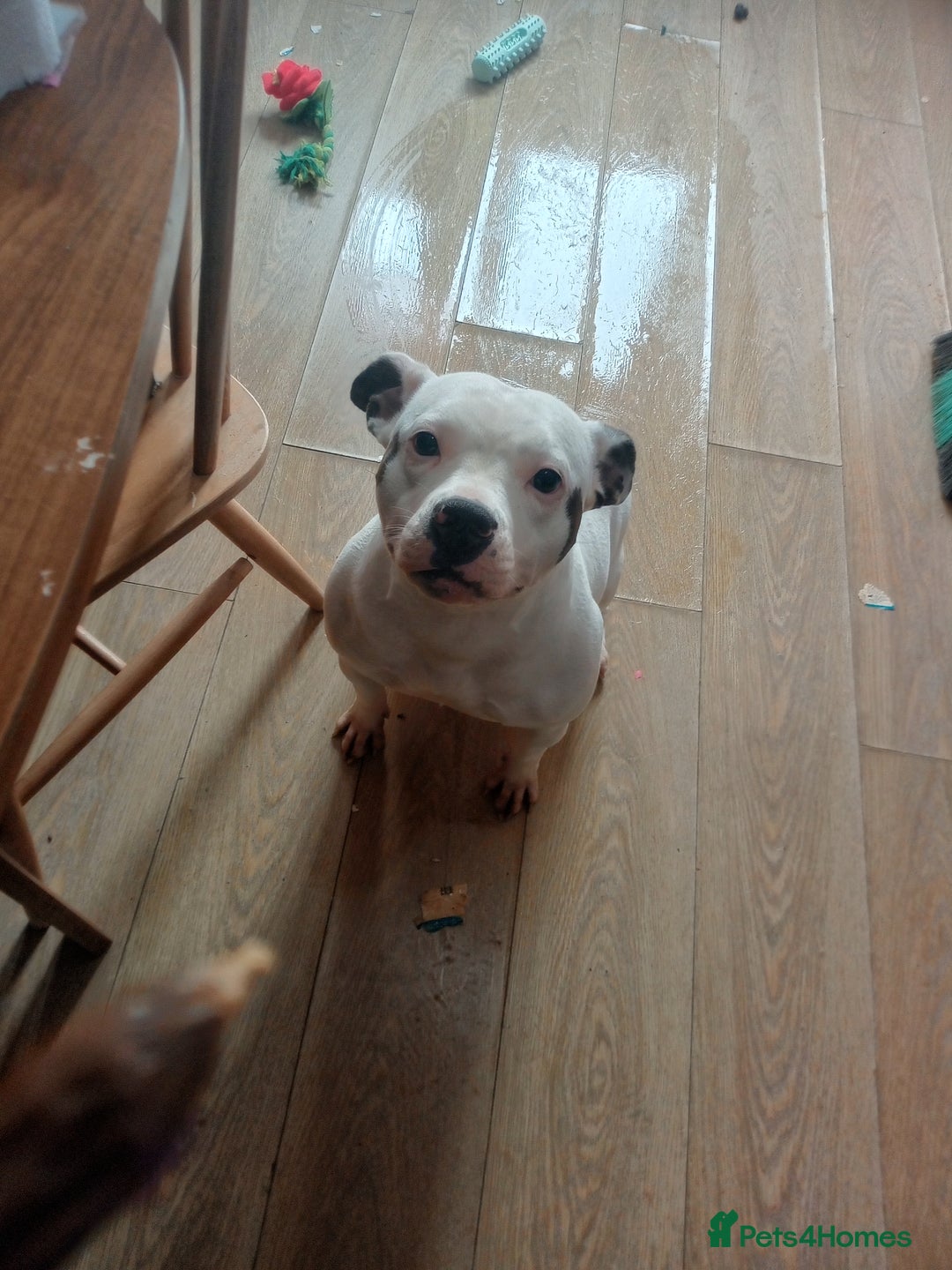 Staffordshire Bull Terrier dogs for sale: 2 year old beautiful girl staffy  - Image 5