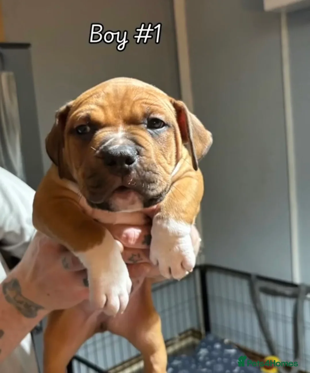 American Bull Staffy dogs for sale: Beautiful puppies for sale  in Coventry - Advert 1