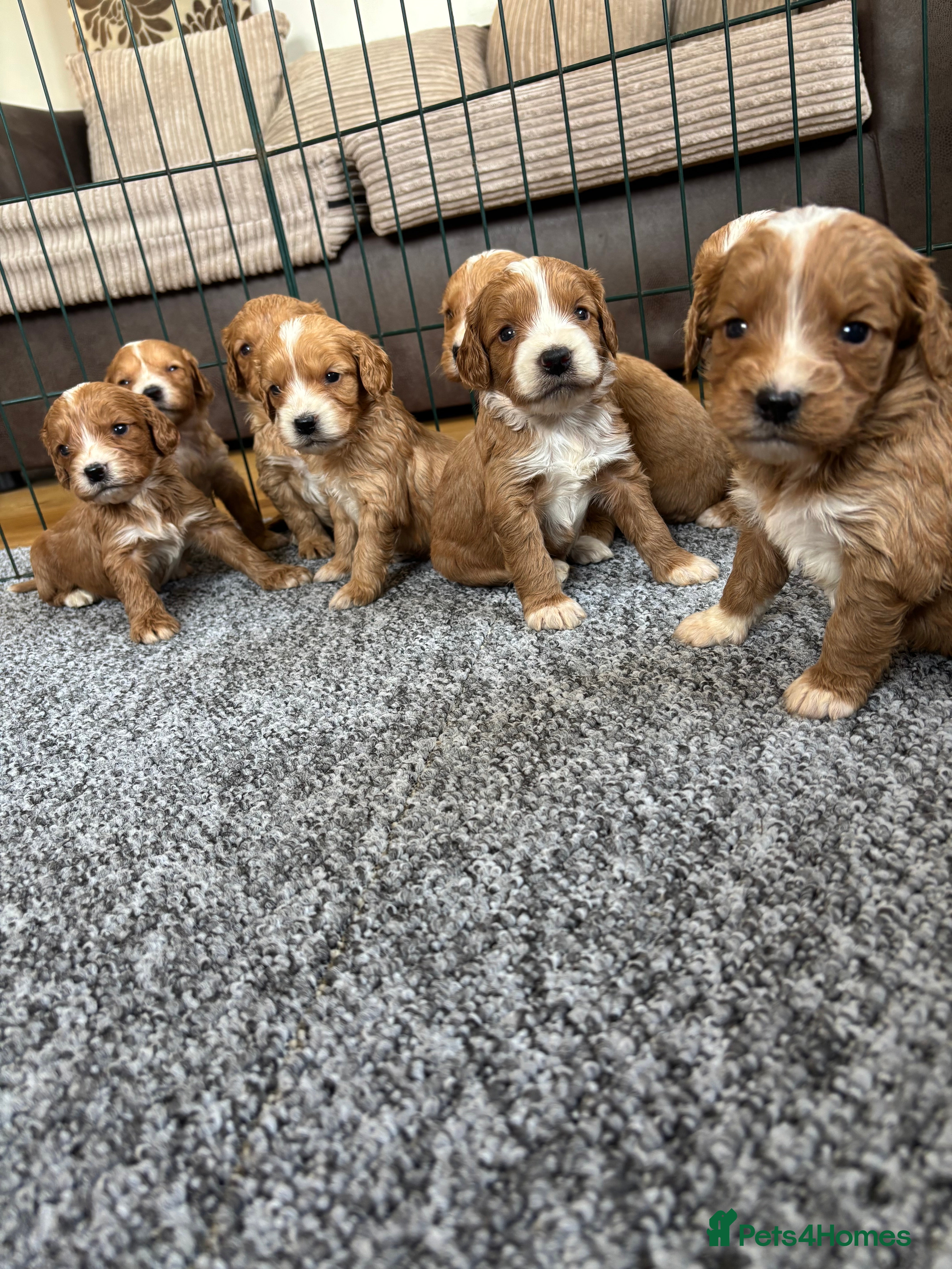 Cockapoo dogs Beautiful F1 cockapoo’s for sale - Advert 1