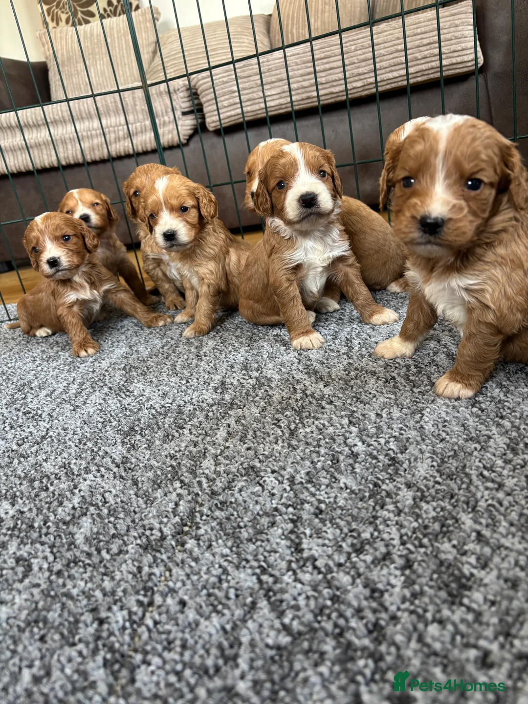 Cockapoo dogs for sale: Beautiful F1 cockapoo’s for sale - Advert 1