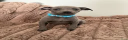Whippet dogs for sale: STUNNING BLUE WHIPPET PUPS KENNEL CLUB REGISTERED  - Advert 19