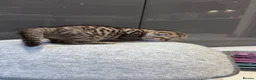 Scottish Fold cats for sale: Scottish fold full pedigree  - Advert 9