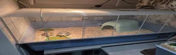 Tortoise reptiles for sale: 2 x Harmanns Tortoise.  in New Romney - Advert 2