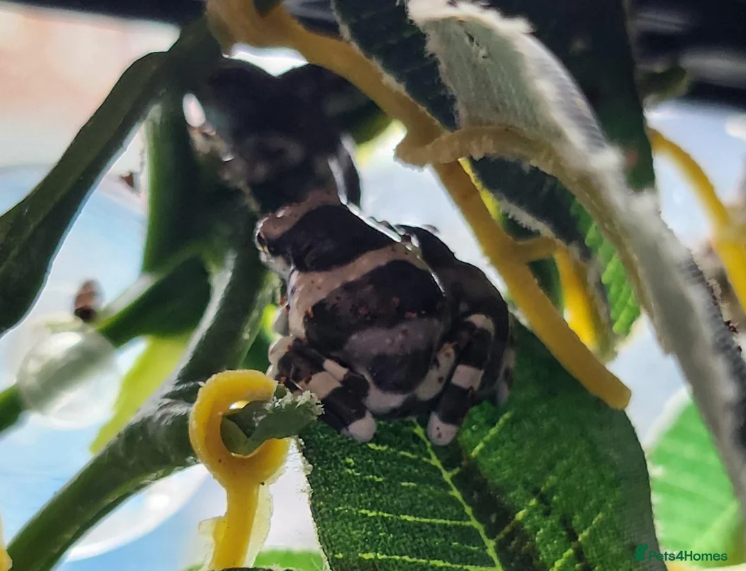 Frog reptiles for sale: Amazon Milk Frog babies in Wigan - Advert 2