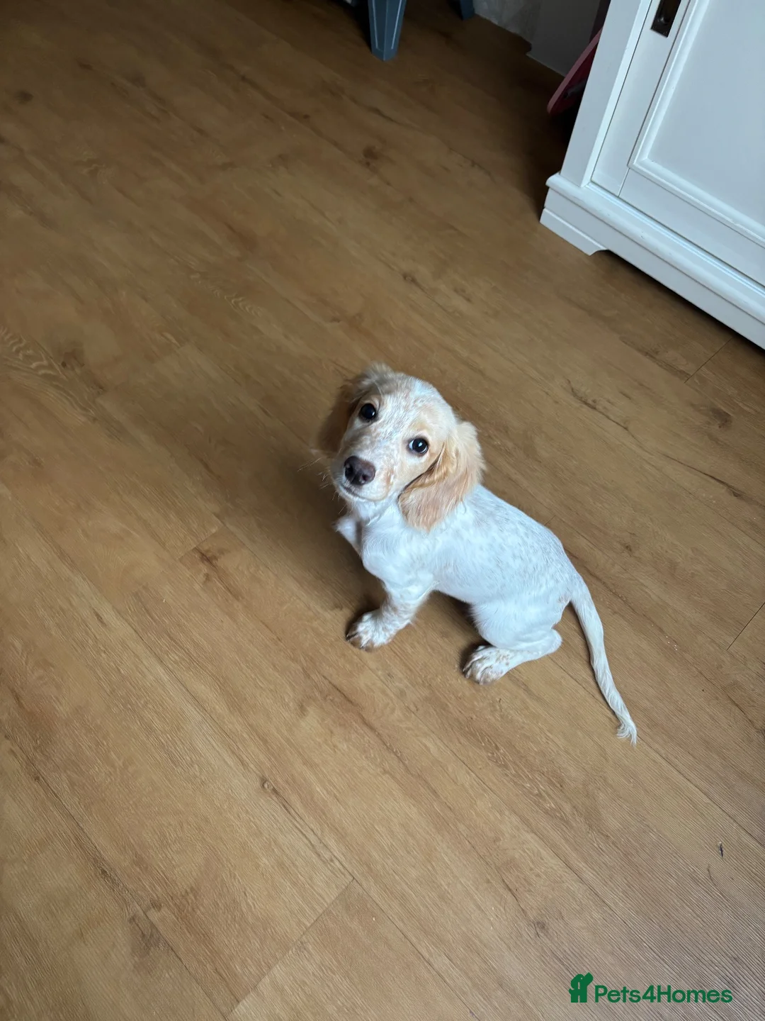 Cocker Spaniel dogs for sale: Working Lemon Roan Cocker spaniel  in Torquay - Advert 2
