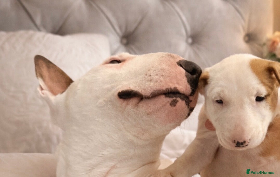 English Bull Terrier dogs Beautiful English bull terrier pups 5 girls  - Advert 1