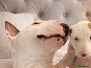English Bull Terrier dogs Beautiful English bull terrier pups 5 girls - Advert 1