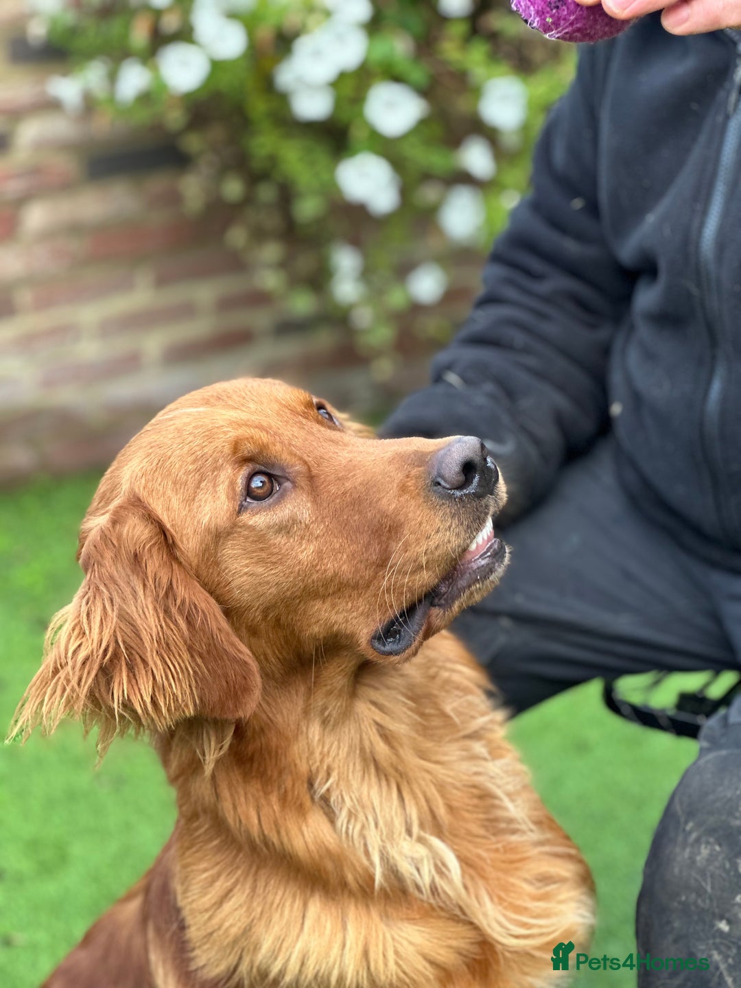 Bernese Mountain Dog dogs for sale: Wonderful litter of Golden Mountain Dogs - Advert 16