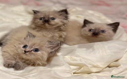 Mixed Breed cats for sale: Ragdoll X Persian kittens  - Image 23