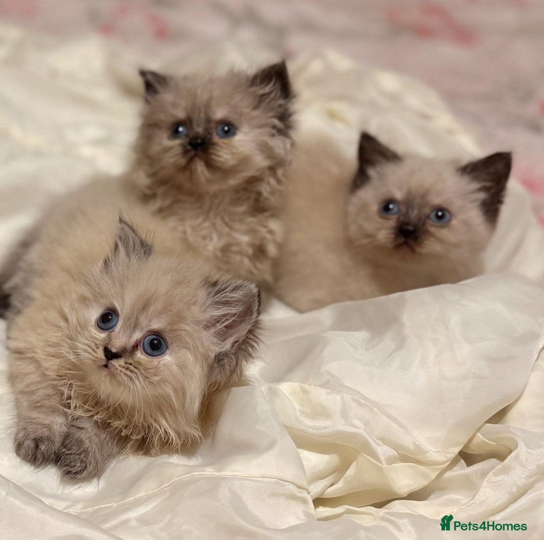 Mixed Breed cats for sale: Ragdoll X Persian kittens  - Image 23