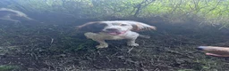 Sproodle dogs for sale: Gorgeous F1 Merle Sproodles  - Advert 2