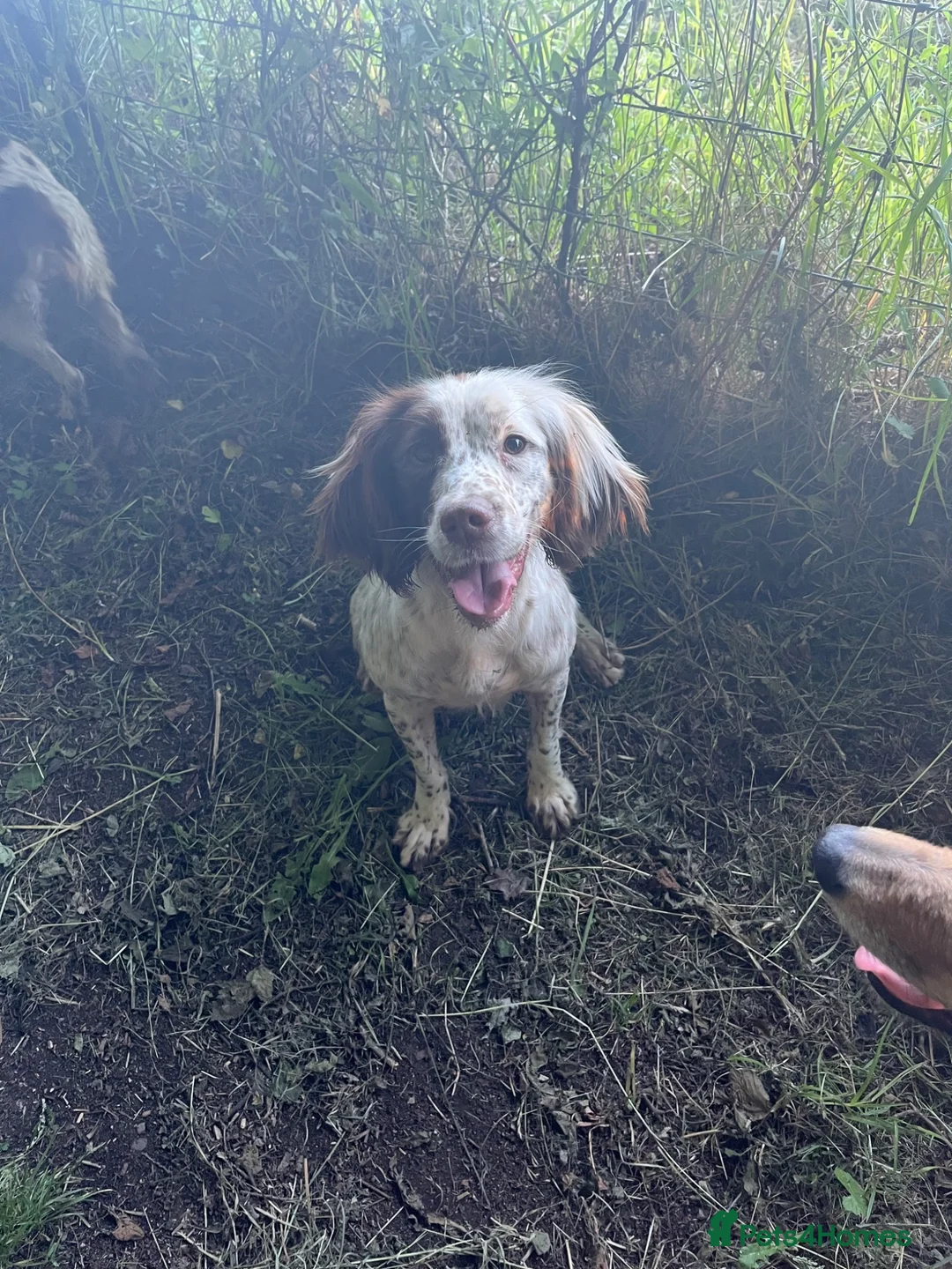 Sproodle dogs for sale: Gorgeous F1 Merle Sproodles  - Advert 2