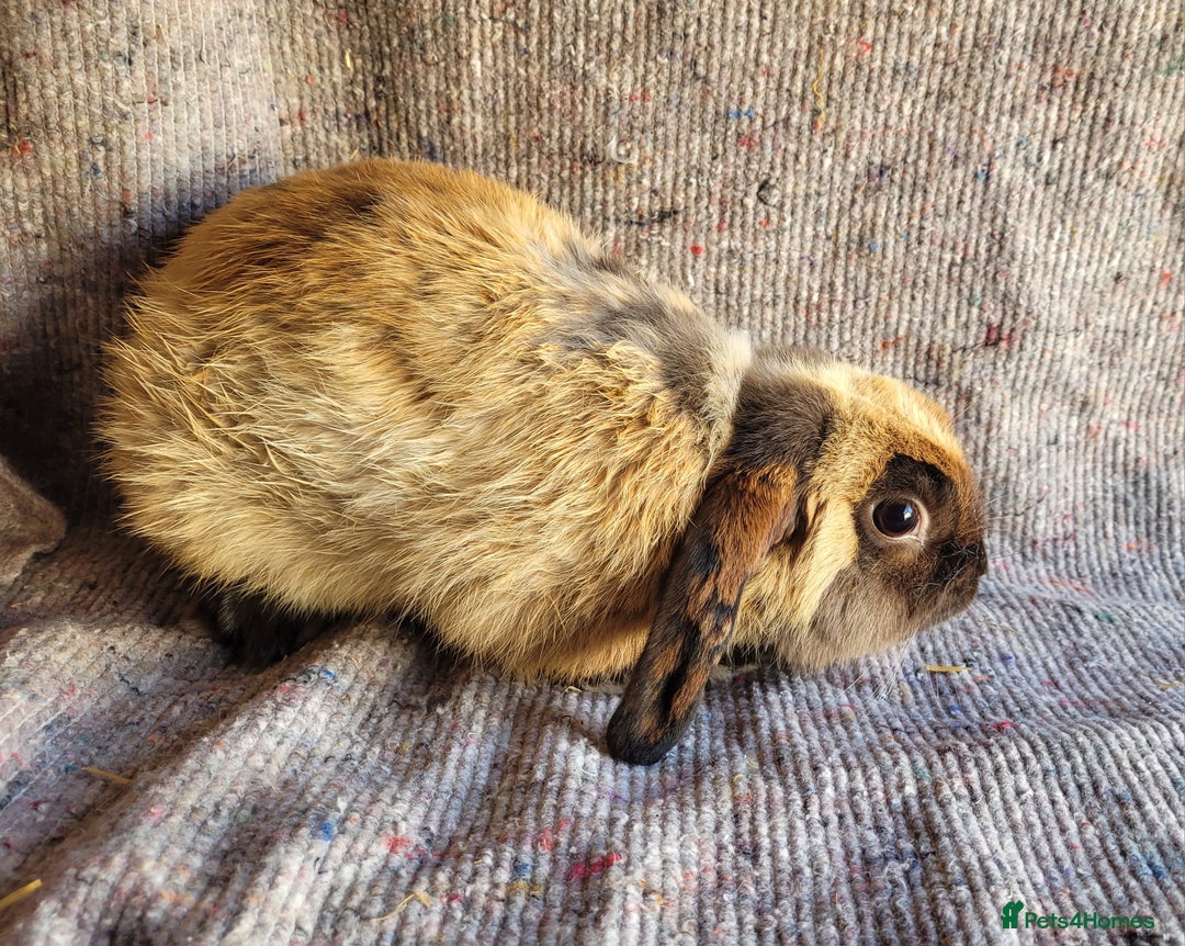 Mixed Breed rabbits for sale: 'Dodger' Belgian Hare x mini Lop chocolate buck in Cullompton - Image 3