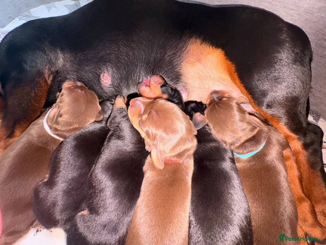Miniature Dachshund dogs for sale: Miniature dachshund puppies - Advert 1