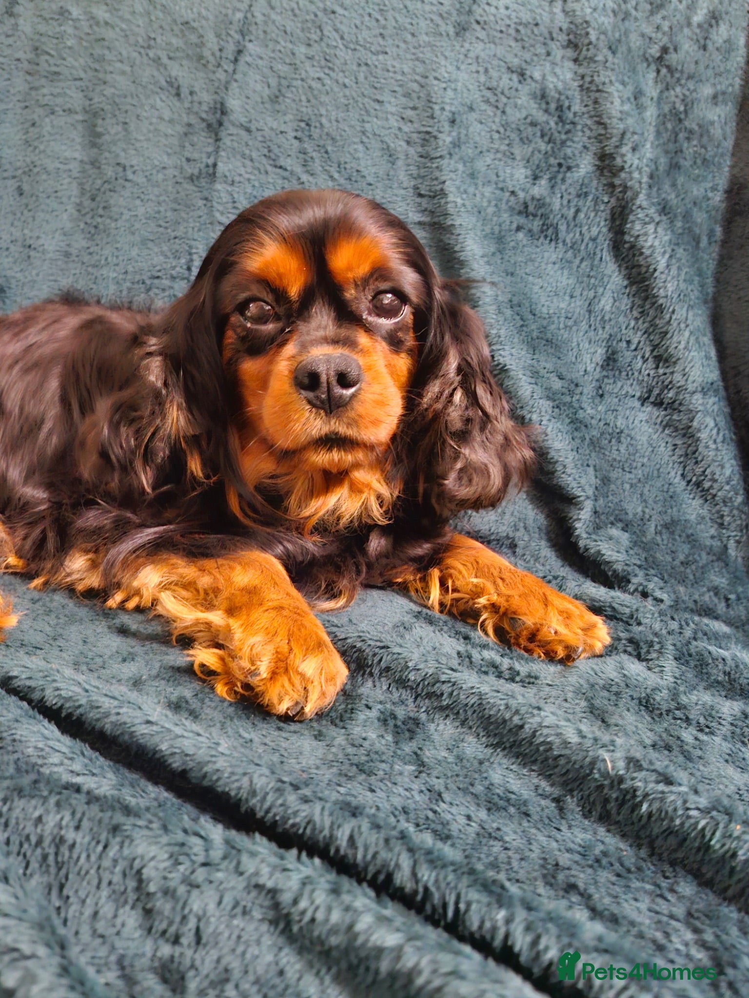 Cavapoo dogs Cavapoos f1 Health tested  - Advert 2