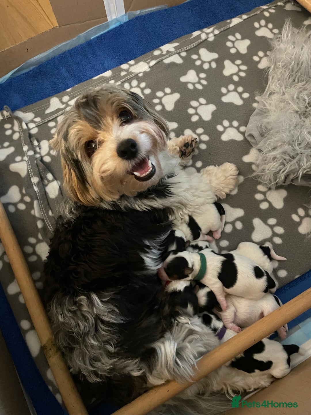 Biewer Terrier dogs for sale: Biewer Terrier Puppies  - Advert 9