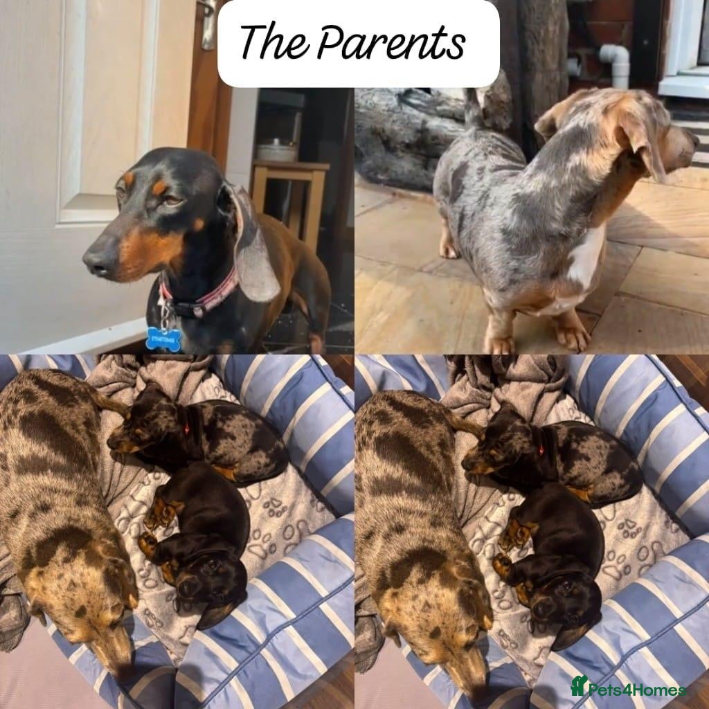 Miniature Dachshund dogs Miniature Dashboard Puppy For Sale - Advert 2