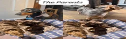Miniature Dachshund dogs for sale: Miniature Dashboard Puppy For Sale in Carlisle - Advert 1