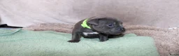 Staffordshire Bull Terrier dogs for sale: KC Staffords | Blue & Black | Champion Bloodlines - Advert 38