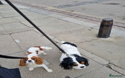 Cavalier King Charles Spaniel dogs for sale: Fabulous Cavalier King Charles Pups  - Image 4