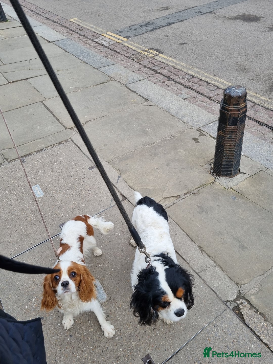 Cavalier King Charles Spaniel dogs for sale: Fabulous Cavalier King Charles Pups  - Image 4