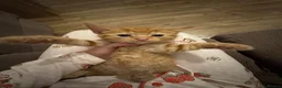 Domestic Shorthair cats for sale: Ginger girl/boy Black girl/boy kittens for sale  in Loughborough - Advert 15