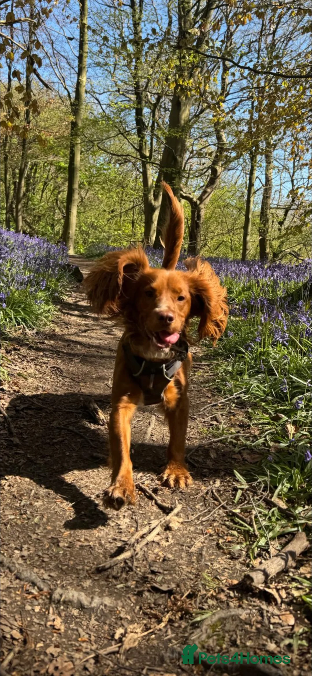 Cocker Spaniel dogs for sale: Rudy - male, 18 months old. in Ilkley - Advert 2