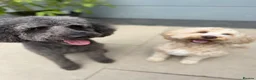 Mixed Breed dogs for sale: Tibetan Doodle’s Looking for their Forever Homes - Advert 16