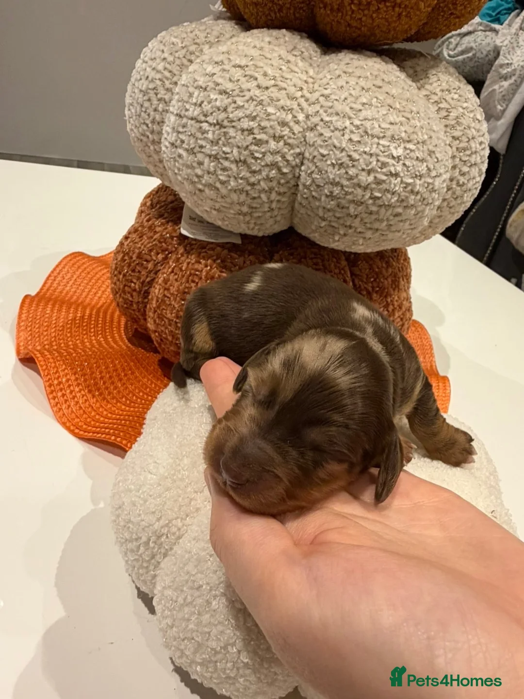 Miniature Dachshund dogs for sale: MINIATURE DACHSHUND PUPPIES - Advert 10