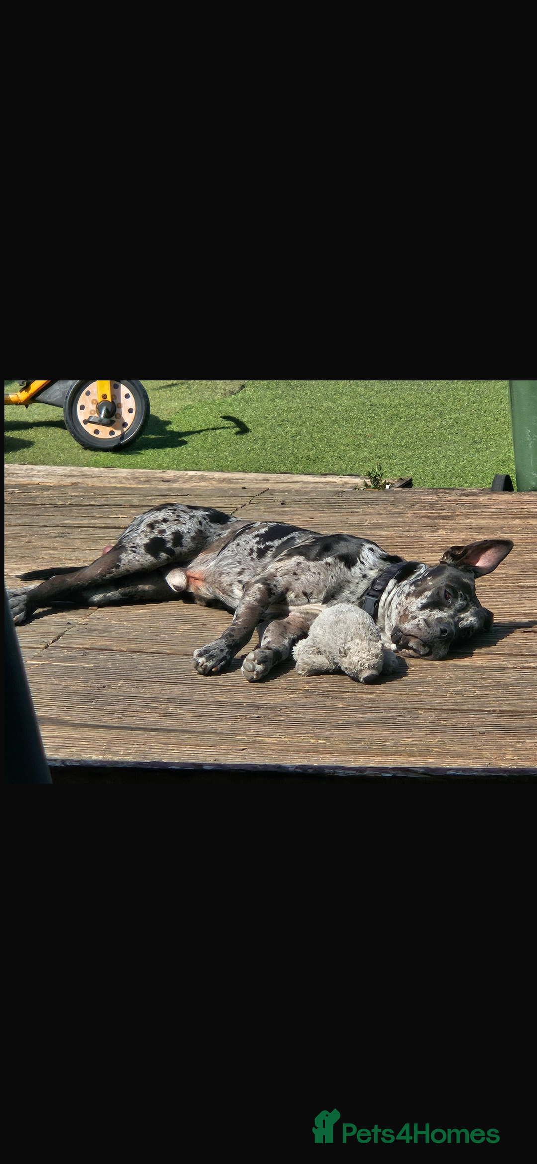 Cane Corso dogs for stud: Pablo the cane corso cross For stud  - Image 4