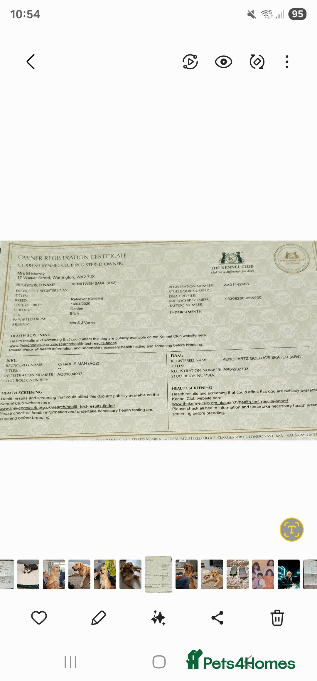 Golden Retriever dogs for sale:  golden retriever pups - Advert 23