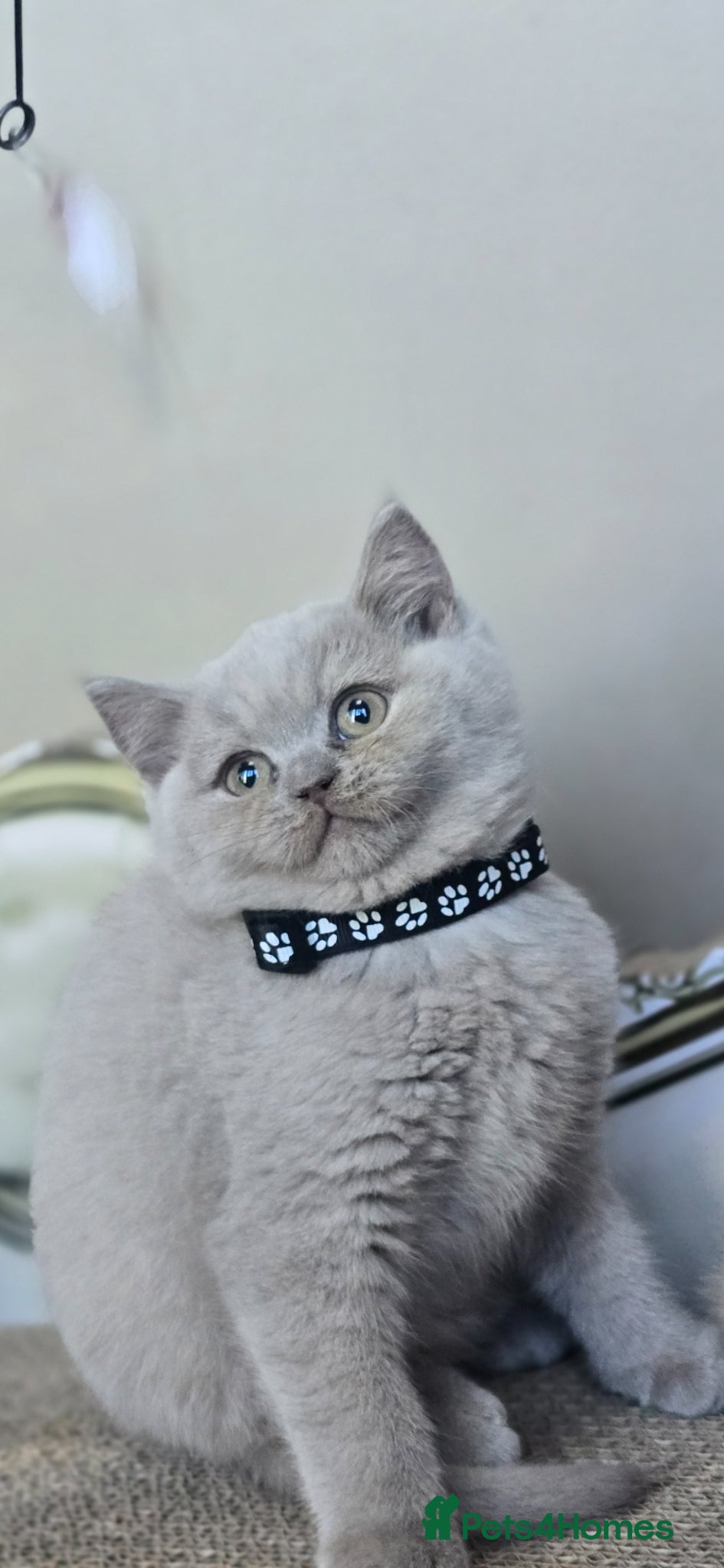 British Shorthair cats Gorgeous Arorable Lilac Boys Bristish Short Hair - Advert 1