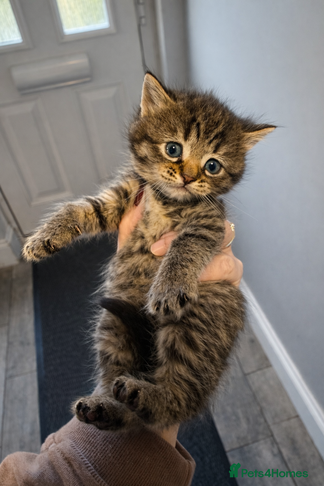 Mixed Breed cats for sale: Beautiful British shorthair cross kittens - Advert 6