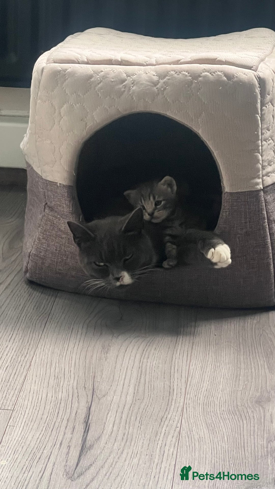 Mixed Breed cats for sale: 3 beautiful baby’s looking for their loving home  - Image 21