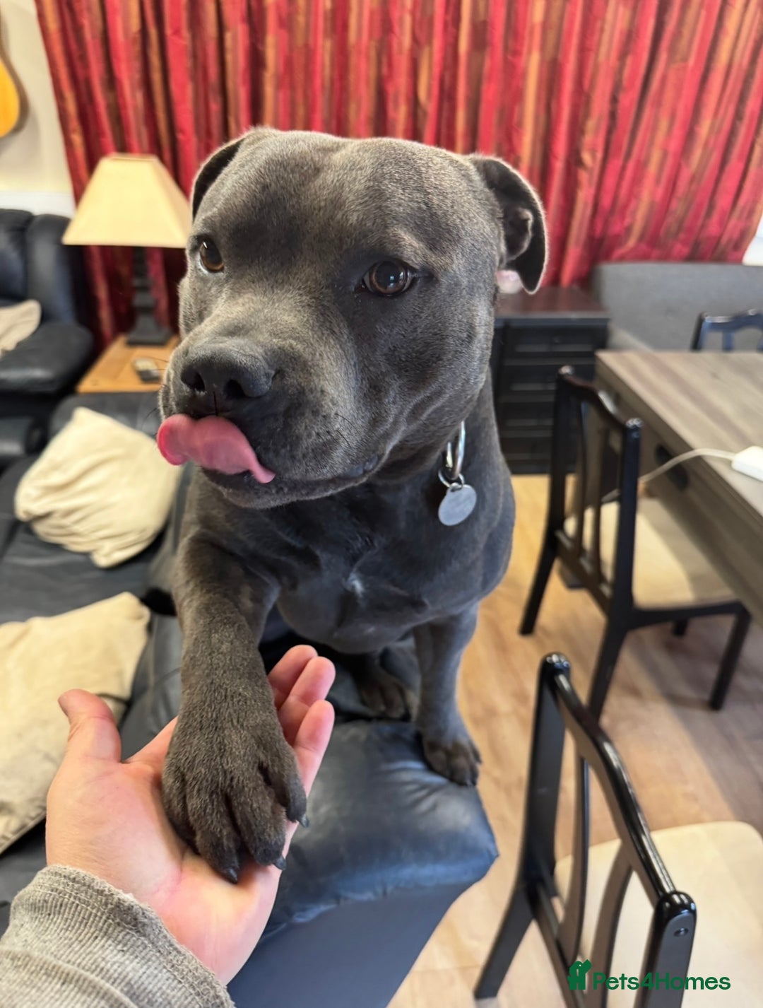 Staffordshire Bull Terrier dogs for sale: KC & DNA tested Staffordshire Bull Terrier Puppies - Advert 17