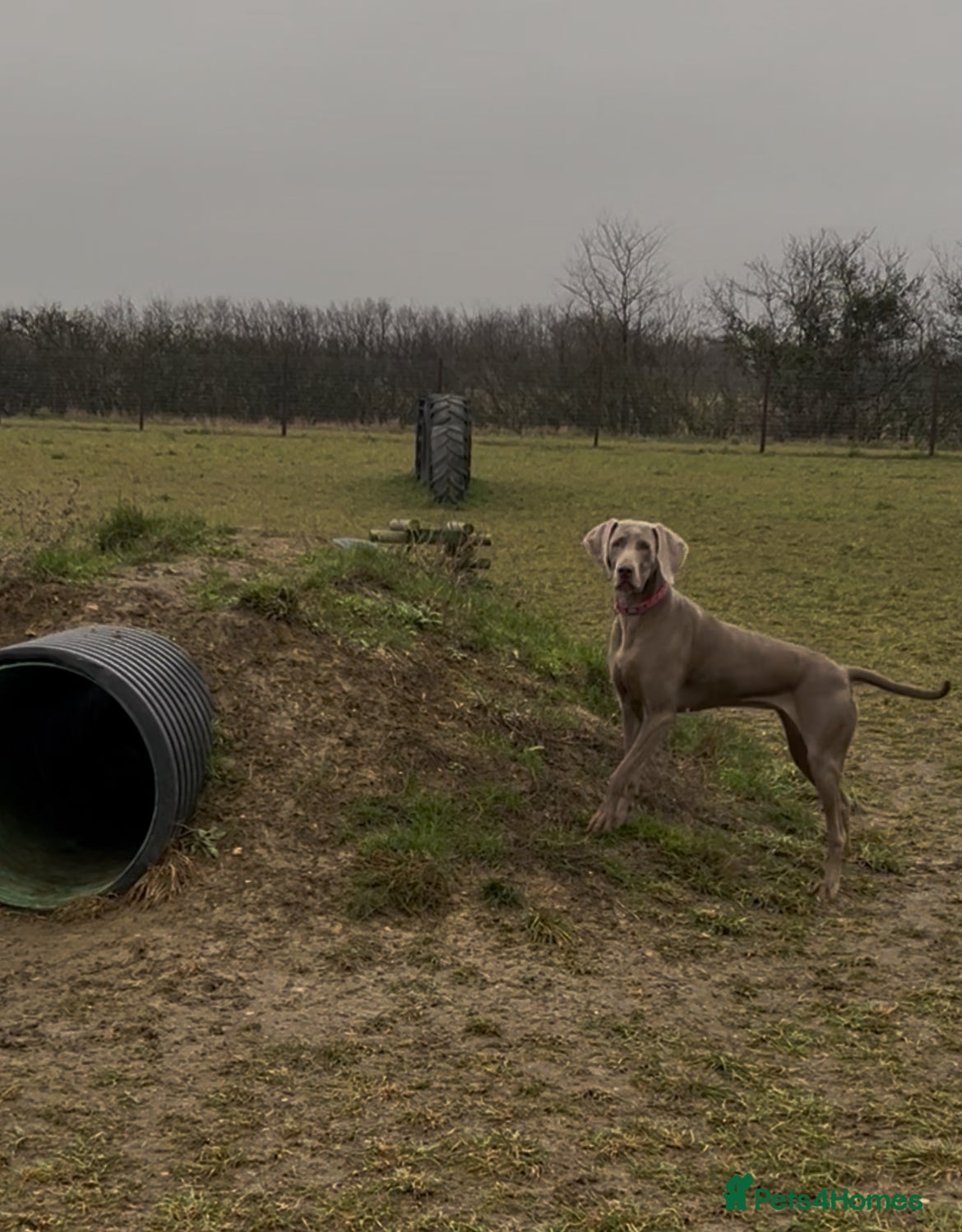 Weimaraner dogs Silver Weimaraner puppies for sale  - Advert 2
