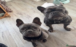 French Bulldog dogs for sale: 4 beautiful blue French bulldogs  - Image 15