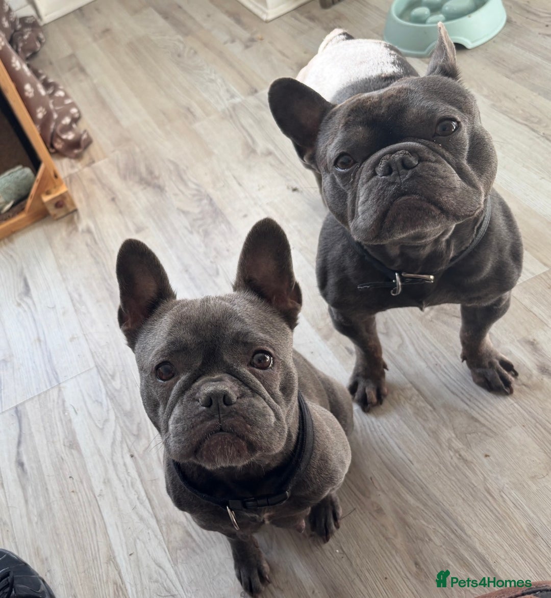 French Bulldog dogs for sale: 4 beautiful blue French bulldogs  - Image 15