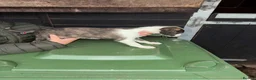 Mixed Breed dogs for sale: Collie whippet Bedlington greyhound puppies in Blackburn - Advert 5
