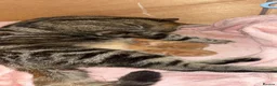 Domestic Shorthair cats for sale: 2 beautiful ginger baby’s  - Advert 8