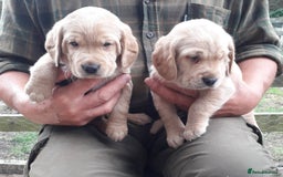 Cockerdor dogs for sale: Cockerdor Puppies  - Image 1