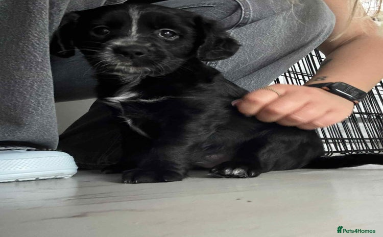 Mixed Breed dogs - Advert 2